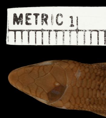 Media type: image;   Herpetology R-141875 Aspect: head dorsal